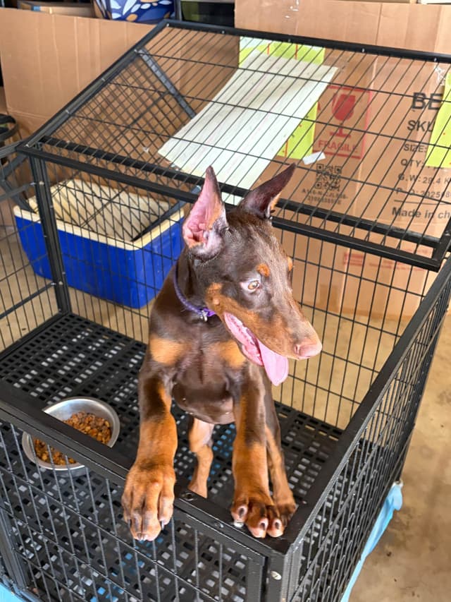 Doberman Pinscher Puppies media 7