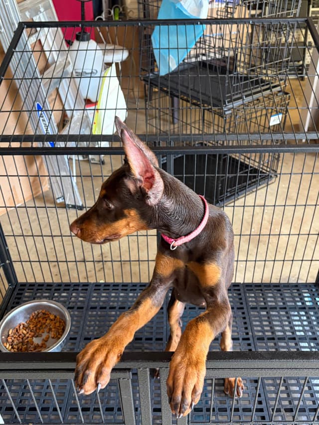 Doberman Pinscher Puppies media 9