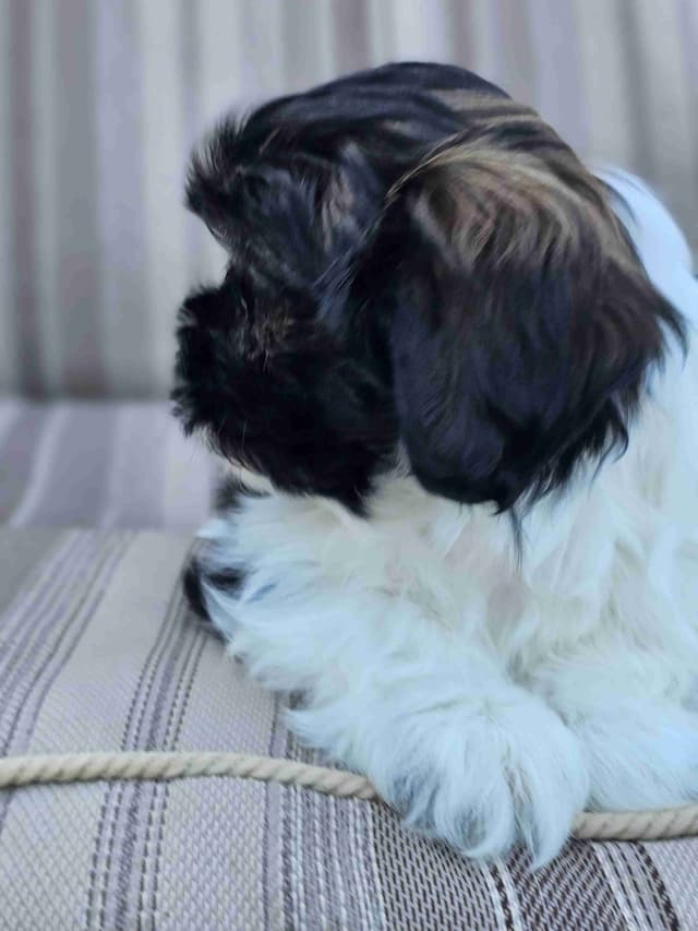 Shih Tzu Puppies media 2