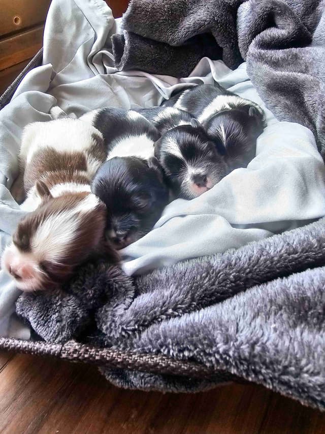 Shih Tzu Puppies media 3