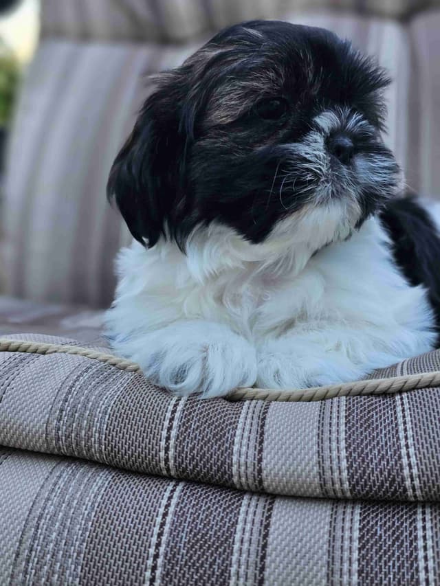 Shih Tzu Puppies media 4