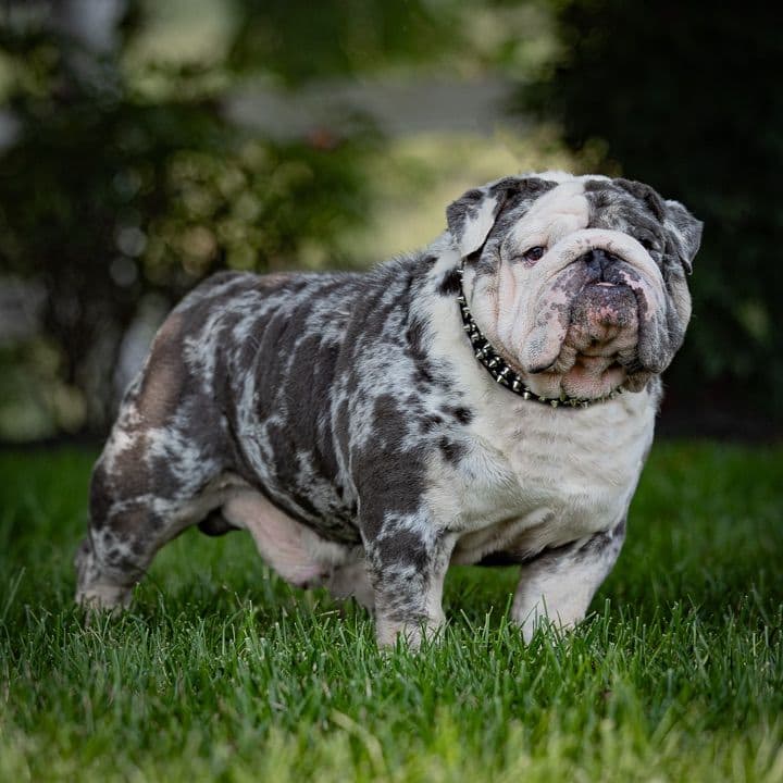 Bulldog Puppies breeder image 1