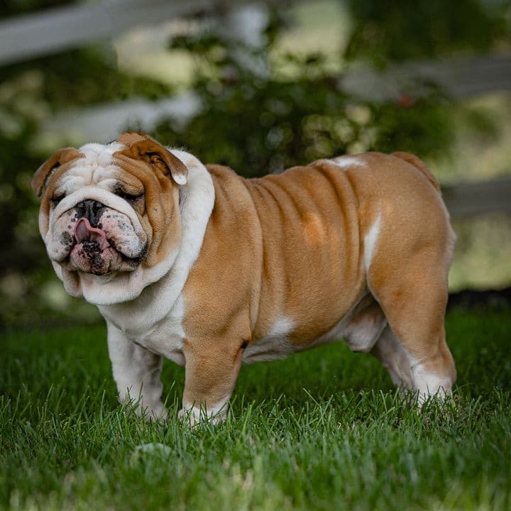 Bulldog Puppies breeder image 2