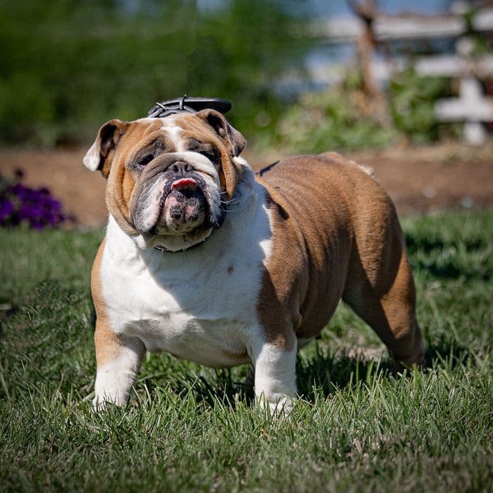 Bulldog Puppies breeder image 3