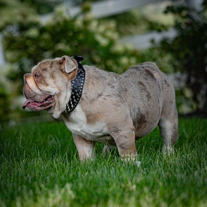 Bulldog Puppies breeder image 4