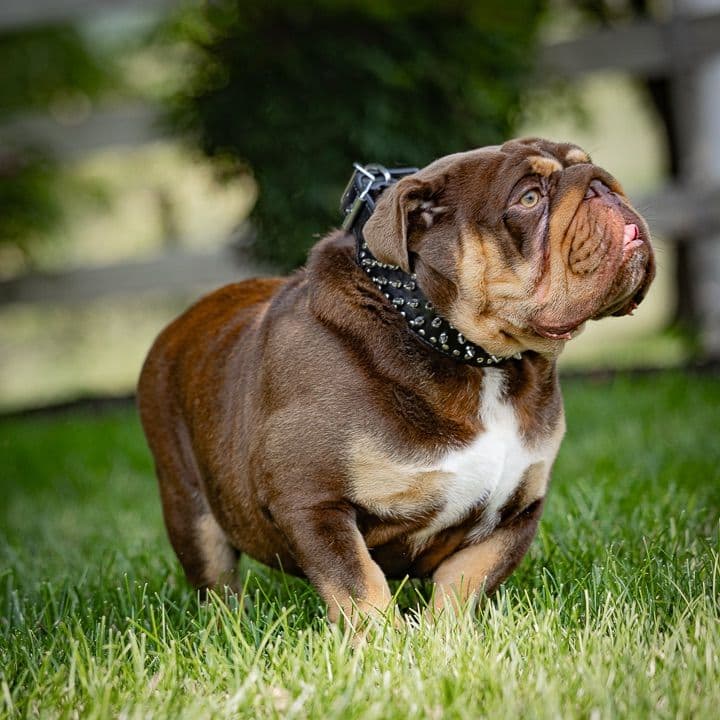Bulldog Puppies breeder image 5