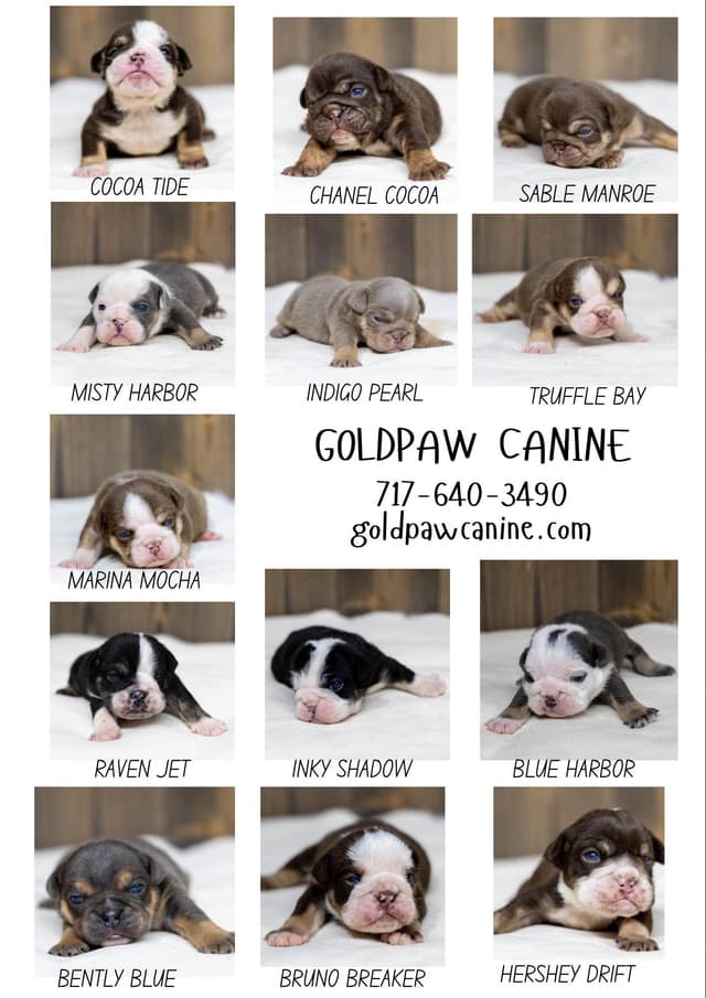 Bulldog Puppies media 8
