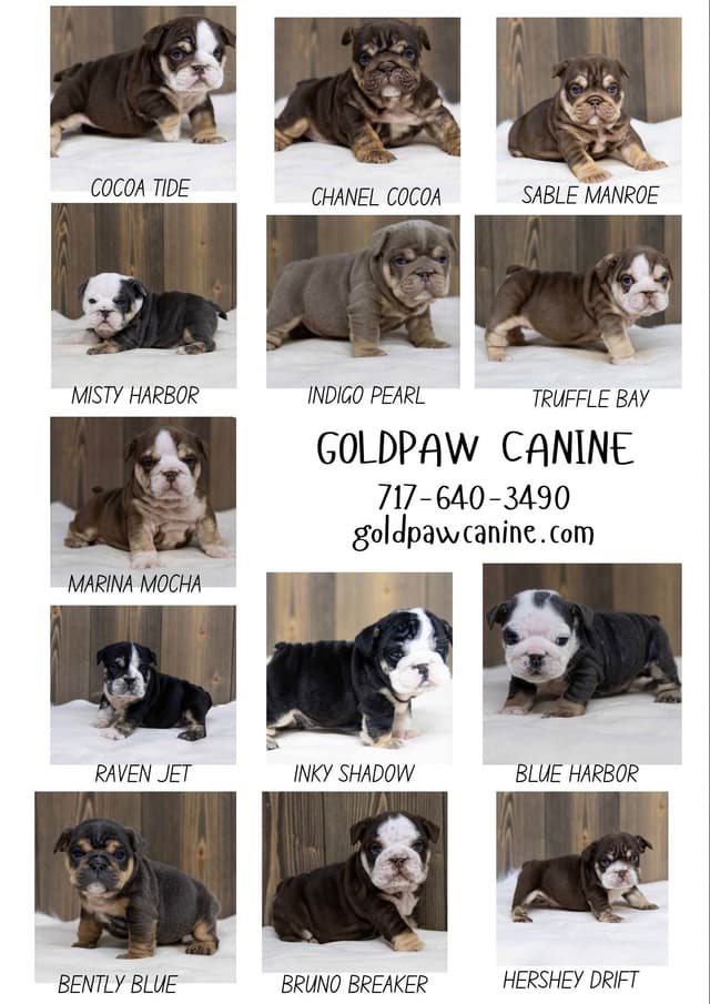Bulldog Puppies media 7