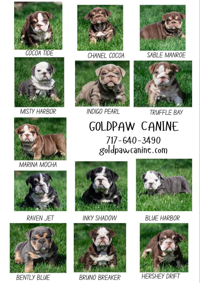 Bulldog Puppies media 6