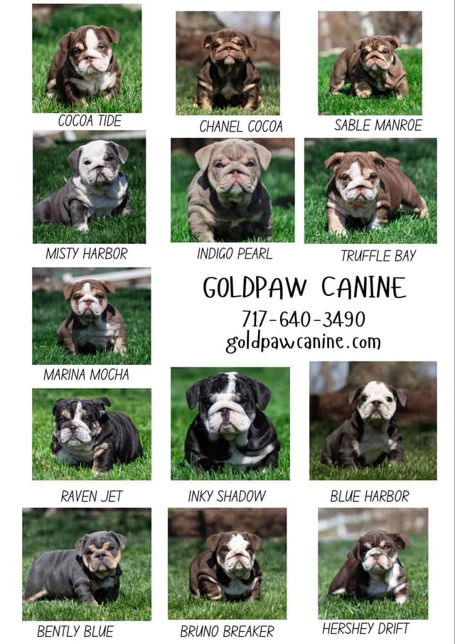 Bulldog Puppies media 5