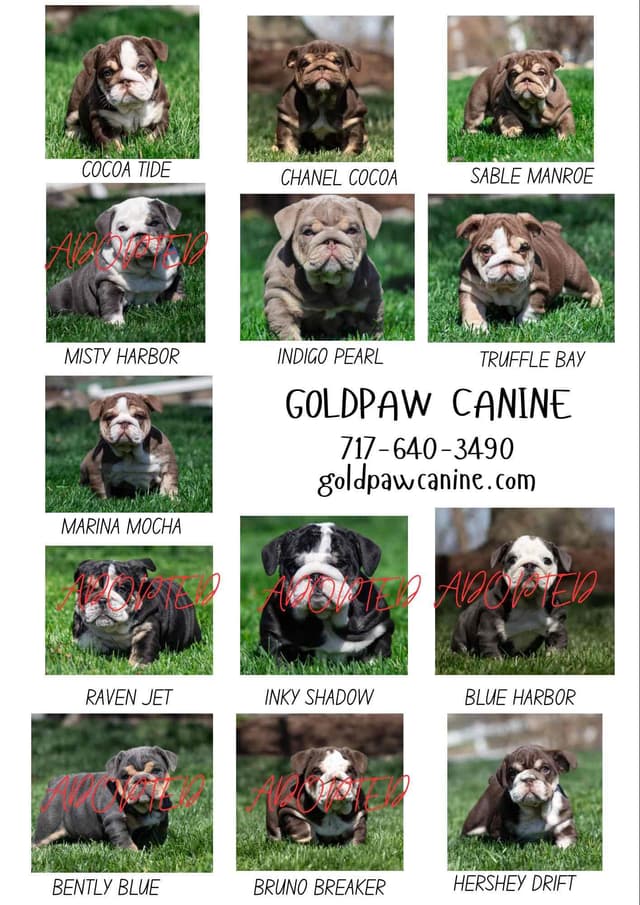 Bulldog Puppies media 4