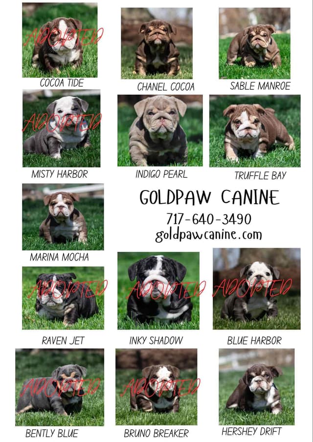 Bulldog Puppies media 3