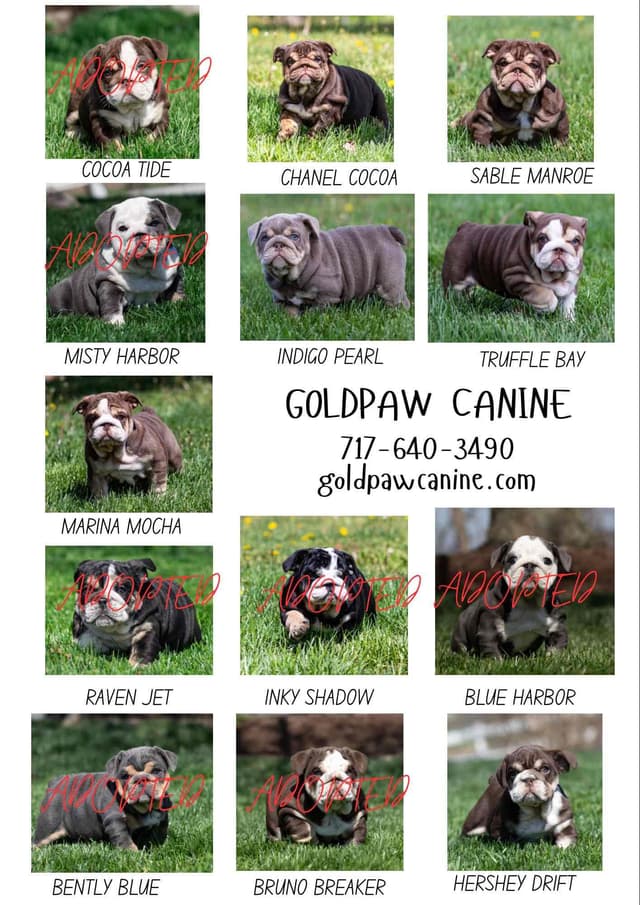 Bulldog Puppies media 2