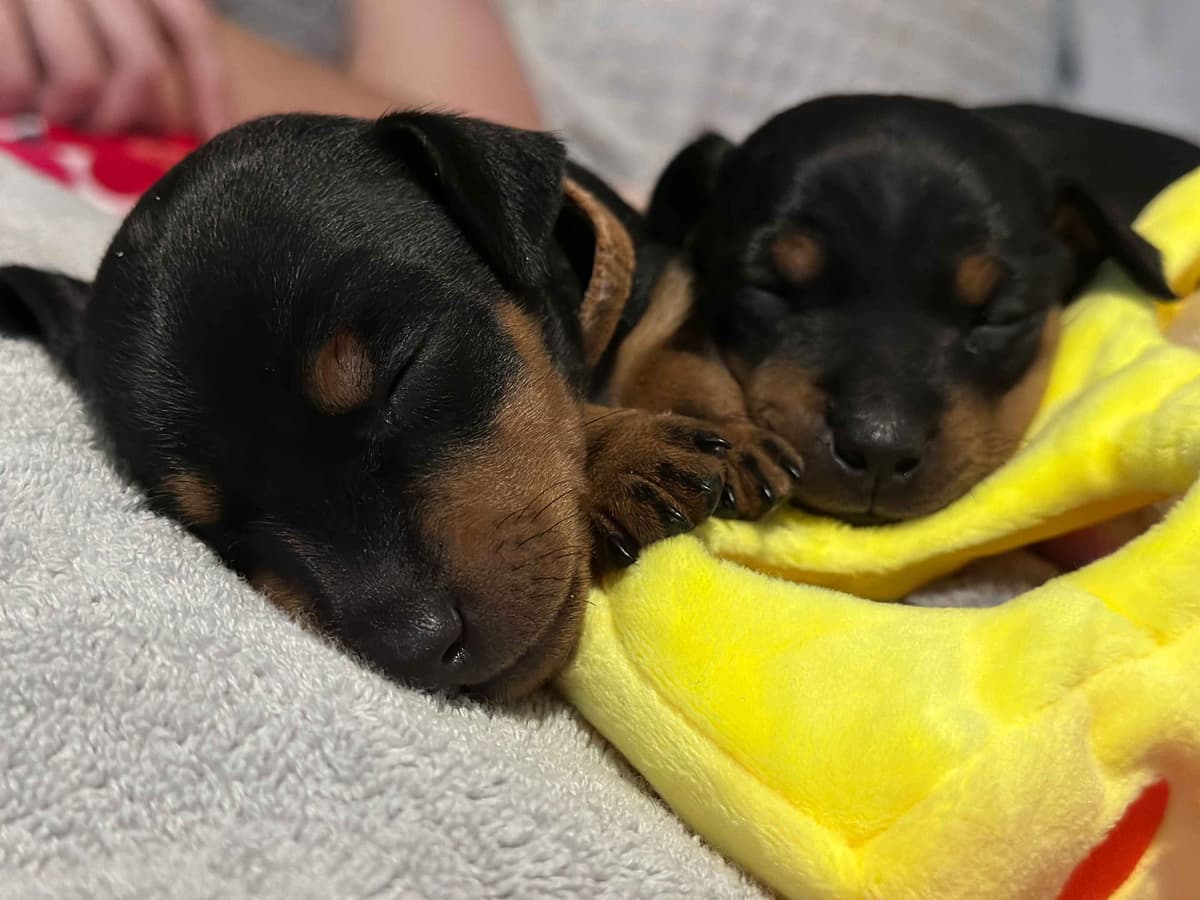 Manchester Terrier Puppies breeder image 1