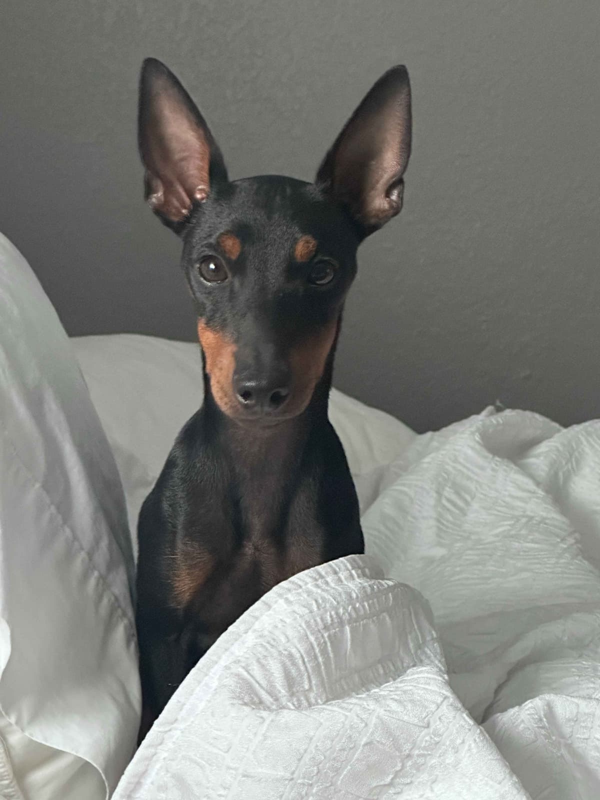 Manchester Terrier Puppies breeder image 2