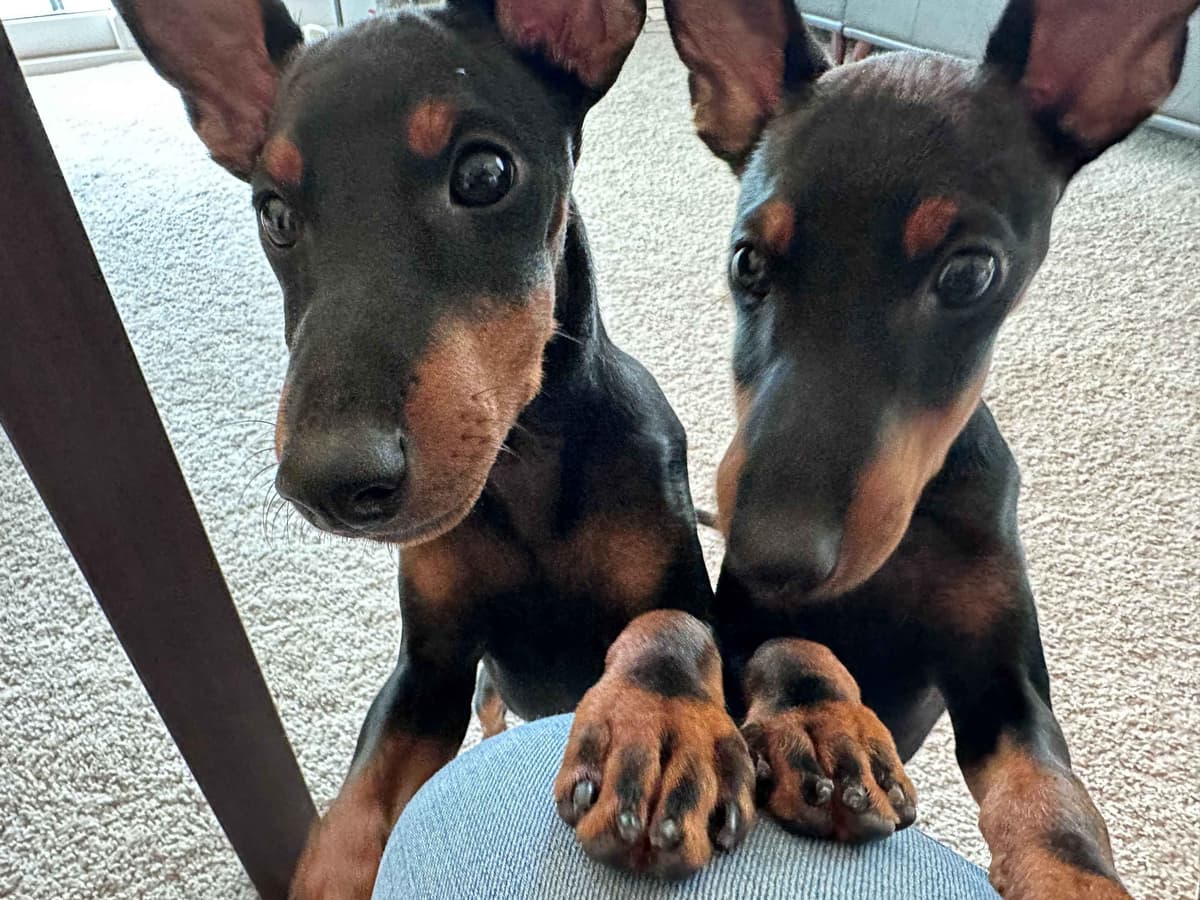 Manchester Terrier Puppies breeder image 3