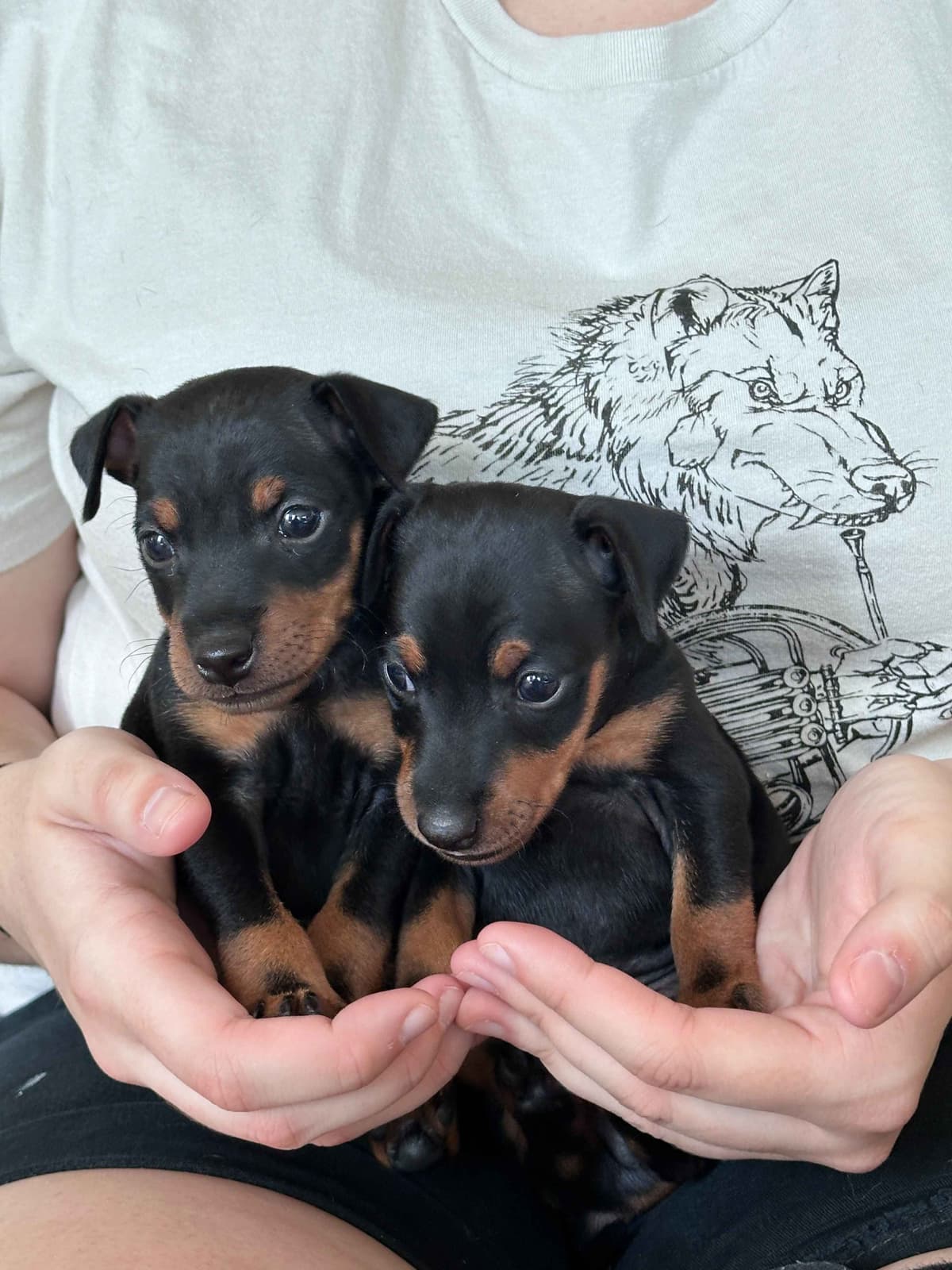 Manchester Terrier Puppies breeder image 4
