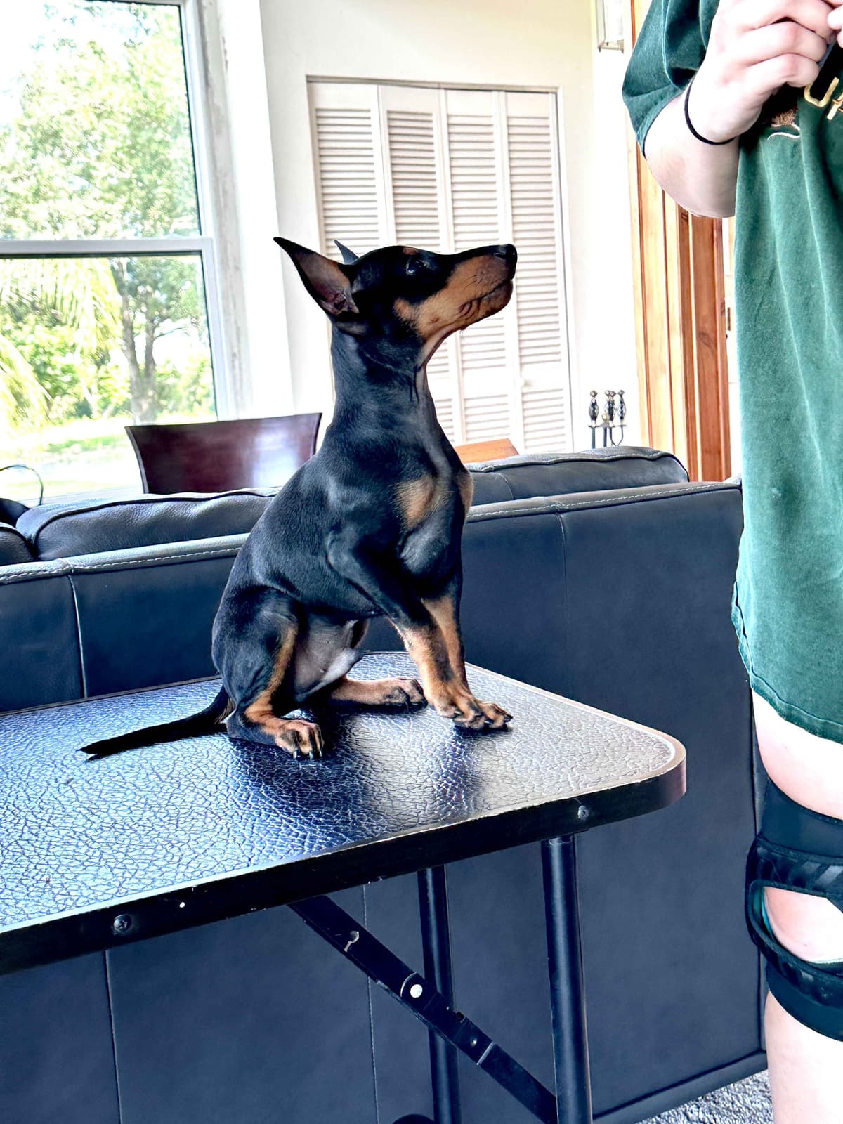 Manchester Terrier Puppies breeder image 5