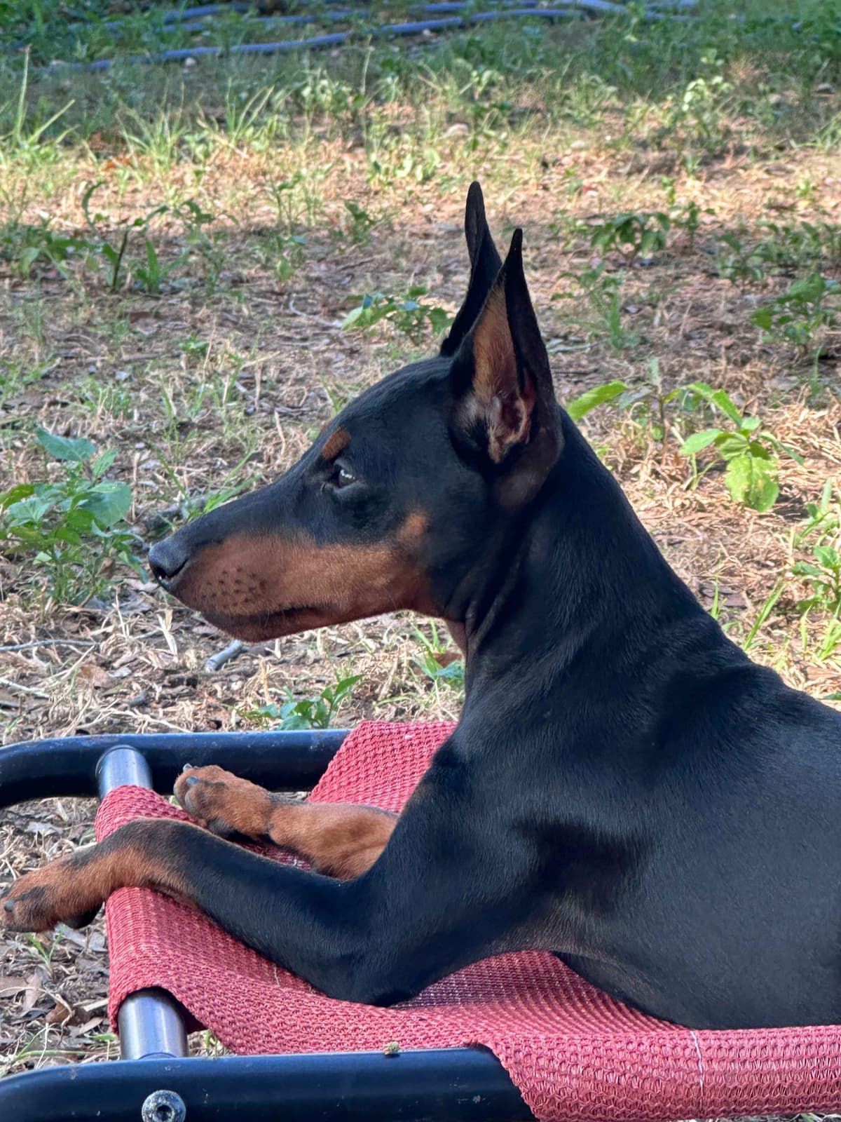 Manchester Terrier Puppies breeder image 6