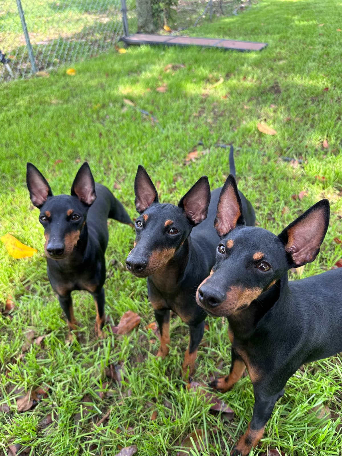 Manchester Terrier Puppies breeder image 7