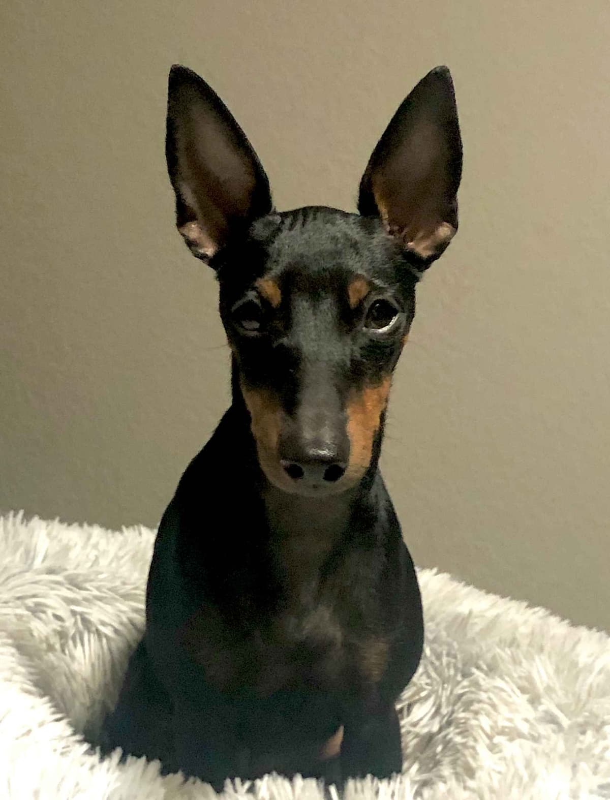 Manchester Terrier Puppies breeder image 8