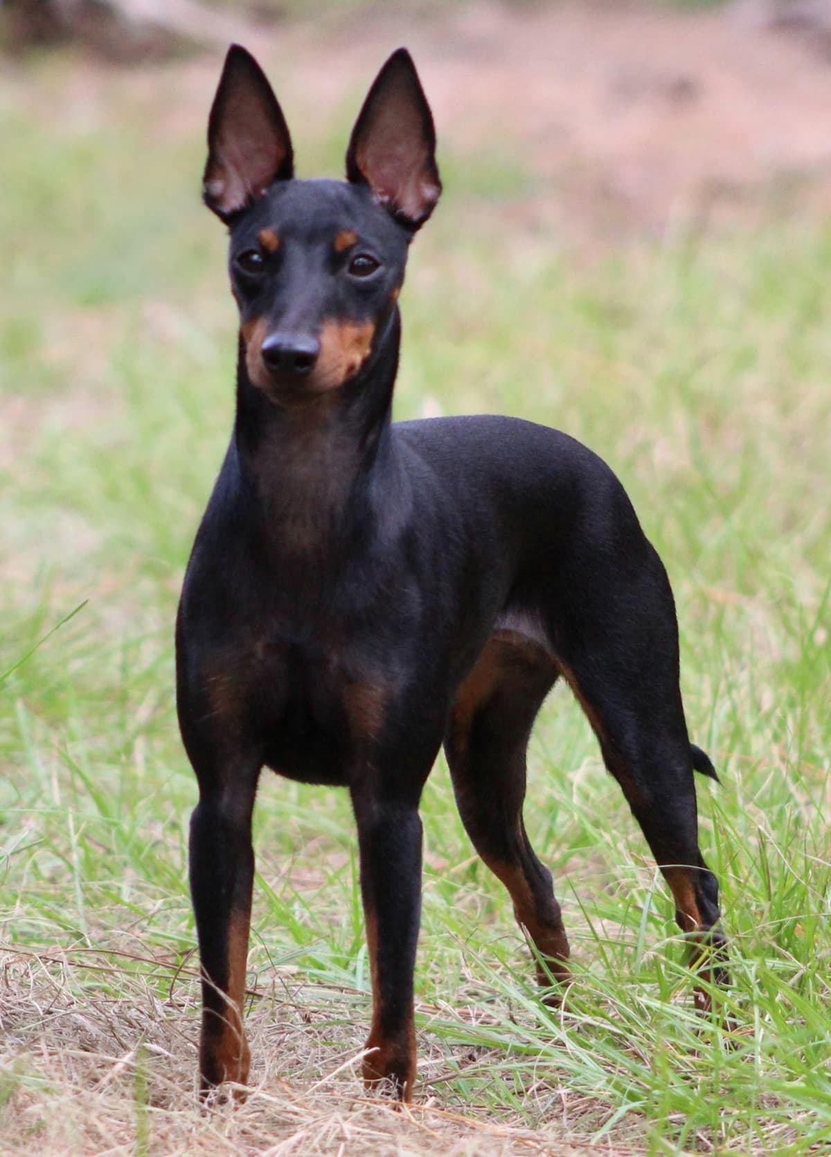 Manchester Terrier Puppies breeder image 9