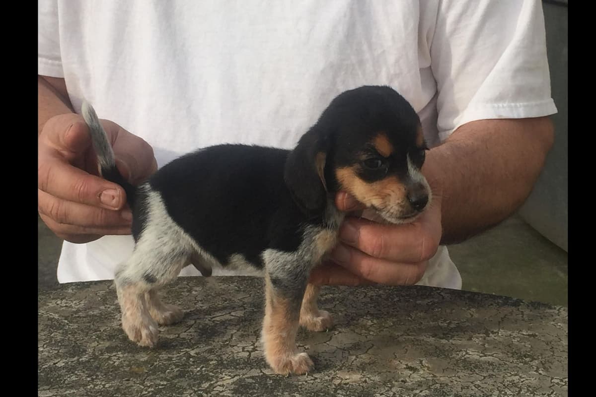 Beagle Puppies breeder image 1