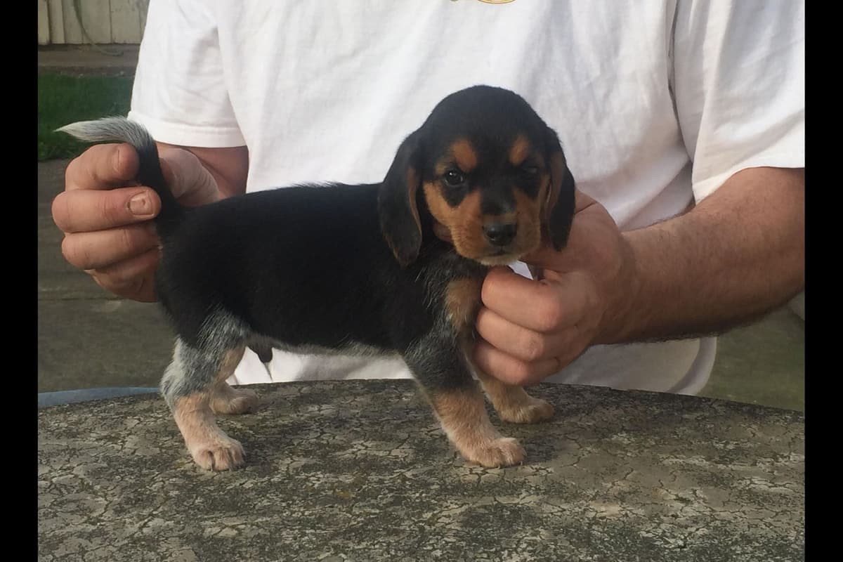 Beagle Puppies breeder image 7