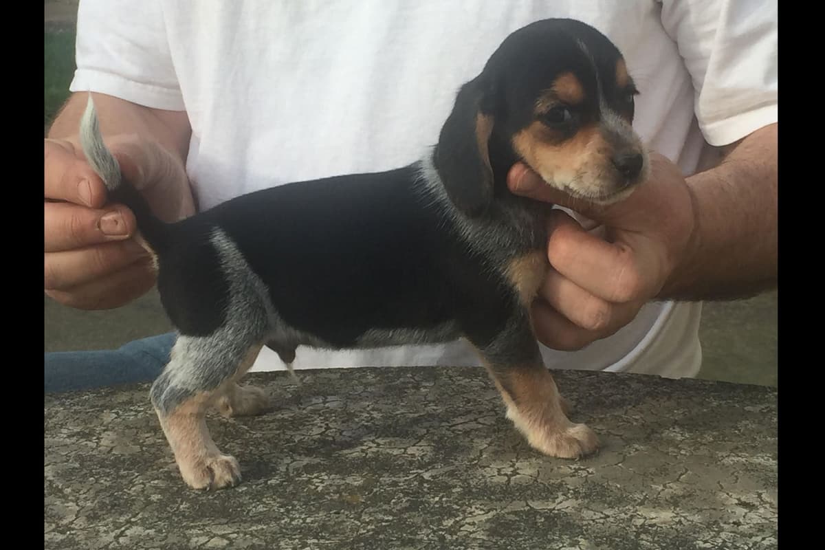 Beagle Puppies breeder image 4
