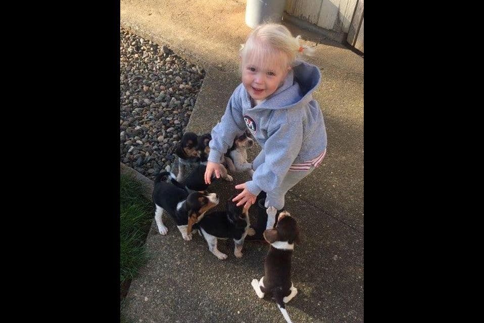Beagle Puppies breeder image 2