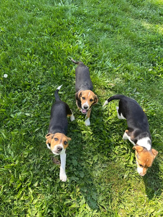 Beagle Puppies media 2