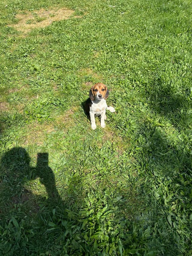 Beagle Puppies media 3