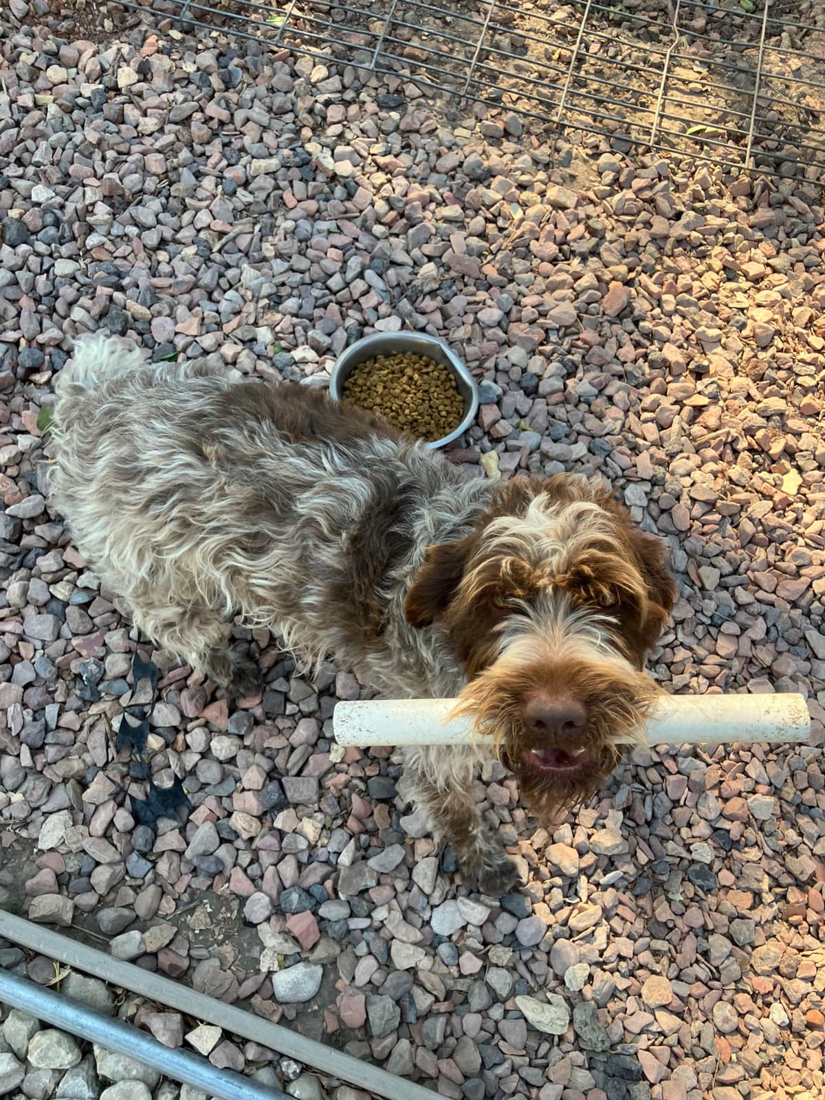 Wirehaired Pointing Griffon Puppies breeder image 2