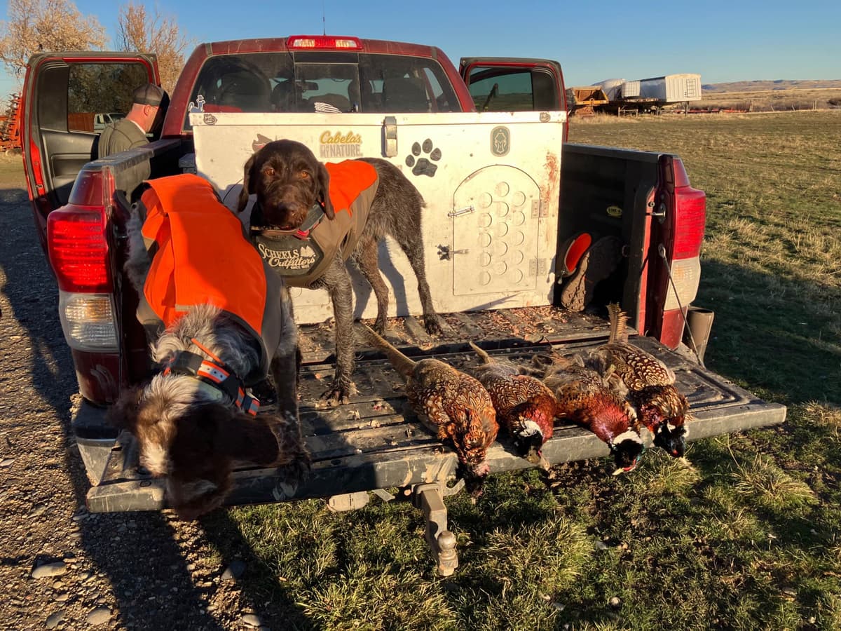 Wirehaired Pointing Griffon Puppies breeder image 8