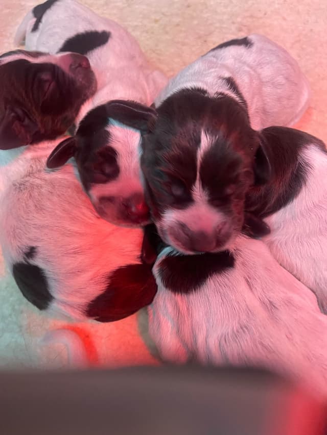Wirehaired Pointing Griffon Puppies media 2