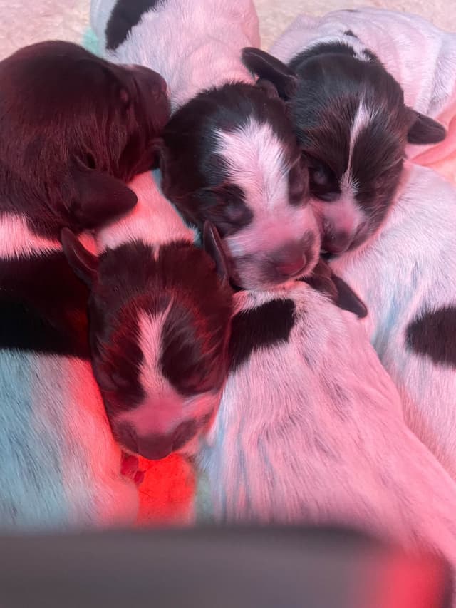 Wirehaired Pointing Griffon Puppies media 3