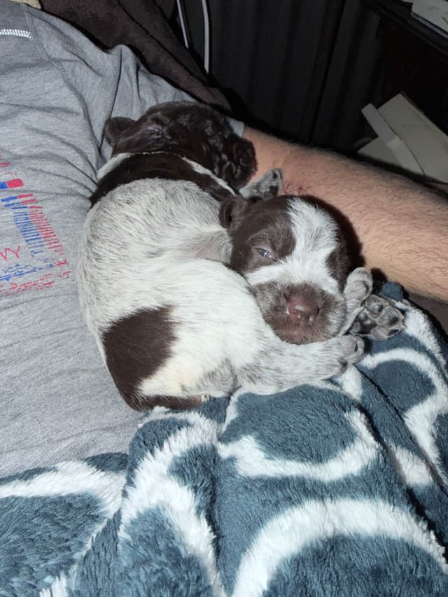 Wirehaired Pointing Griffon Puppies media 4