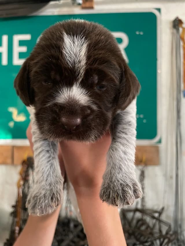 Wirehaired Pointing Griffon Puppies media 5