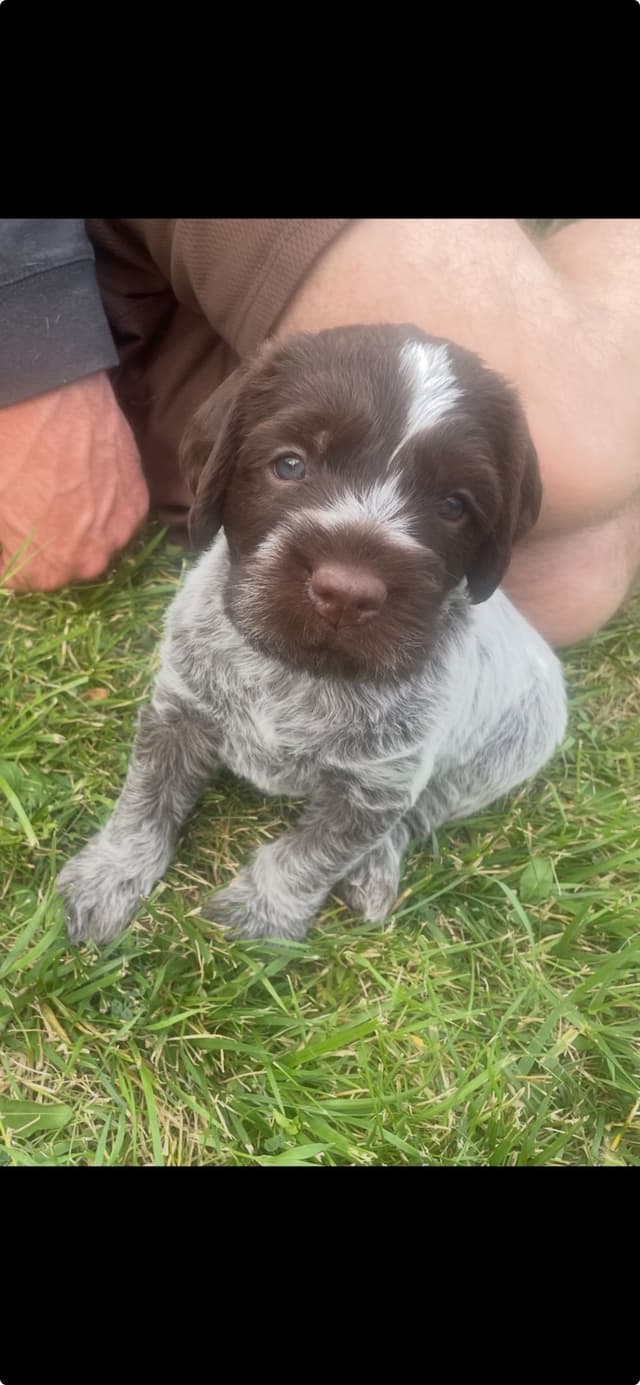 Wirehaired Pointing Griffon Puppies media 6