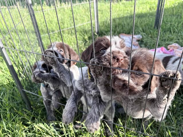 Wirehaired Pointing Griffon Puppies media 8