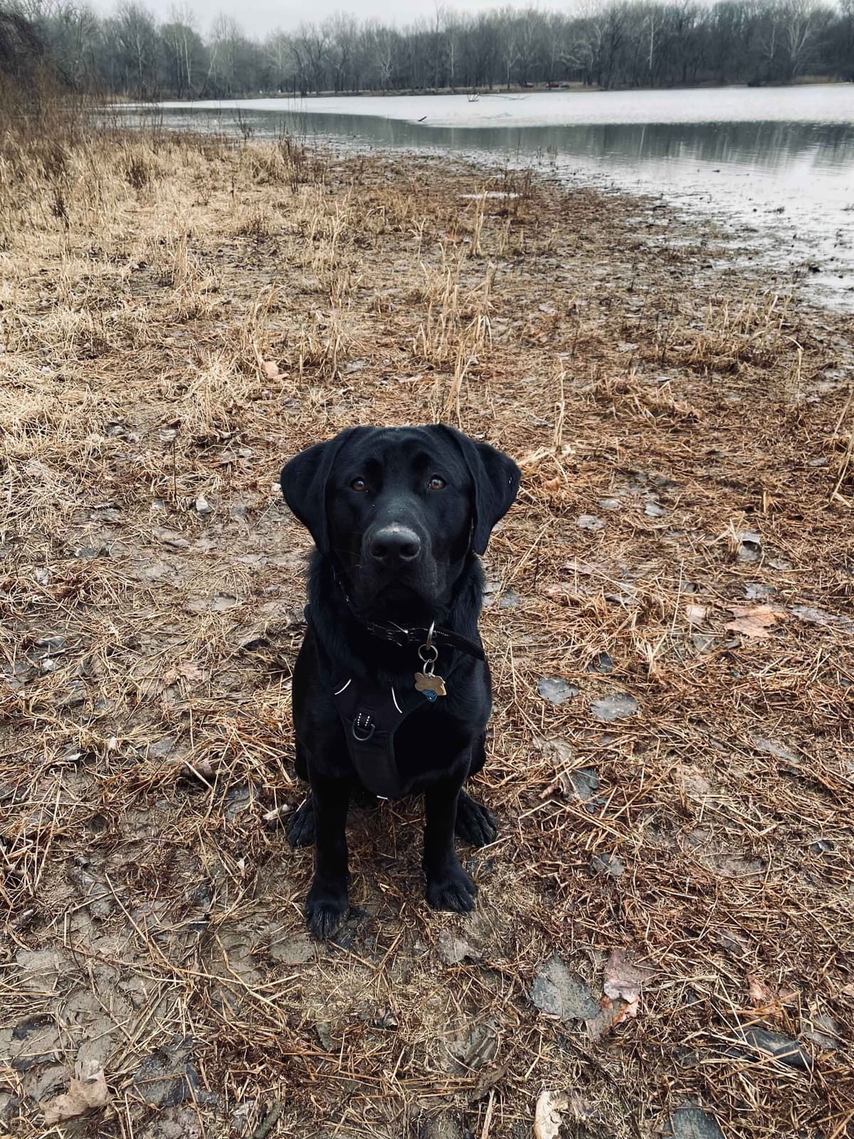 Labrador Retriever Puppies breeder image 9