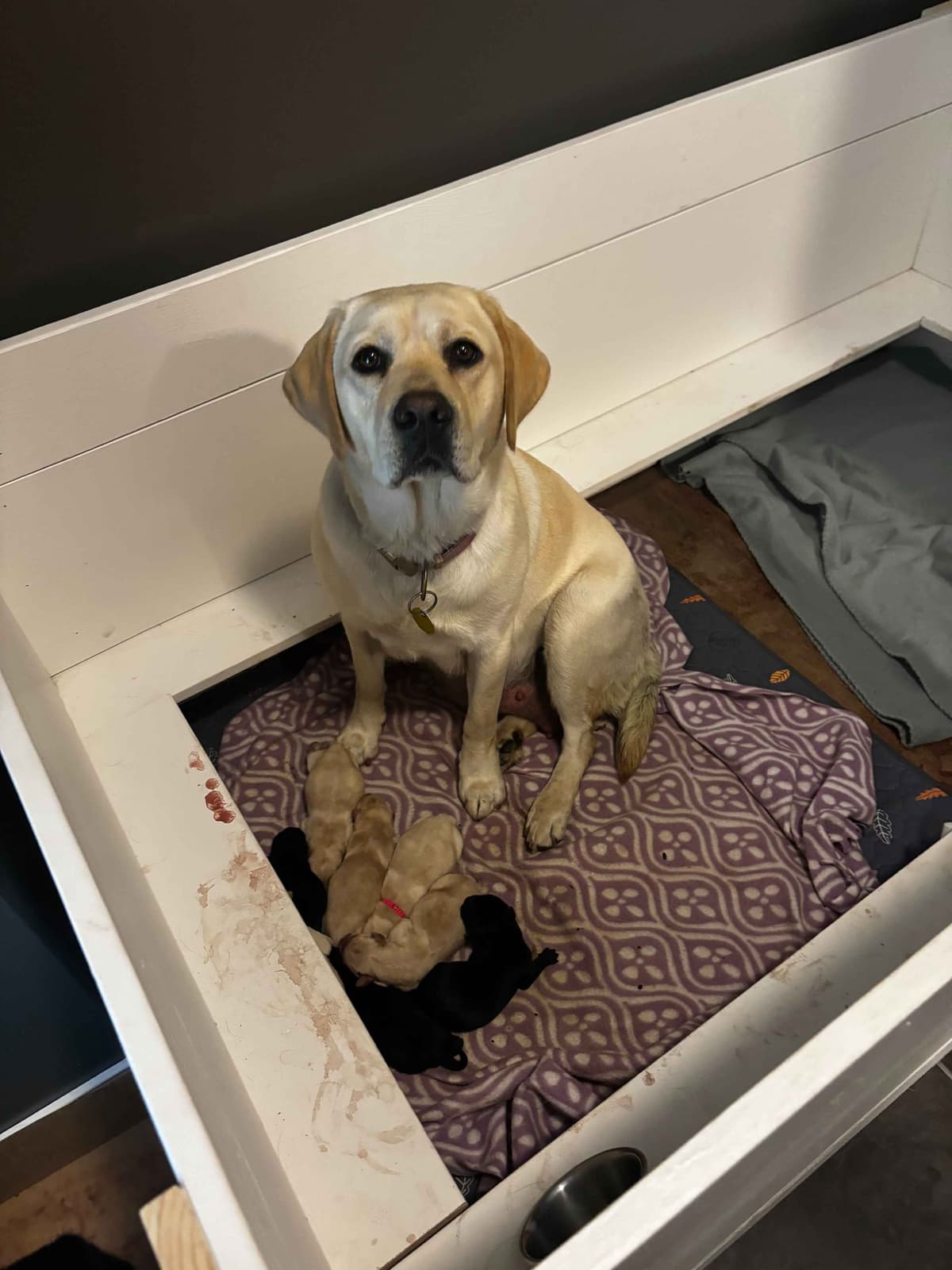 Labrador Retriever Puppies breeder image 10