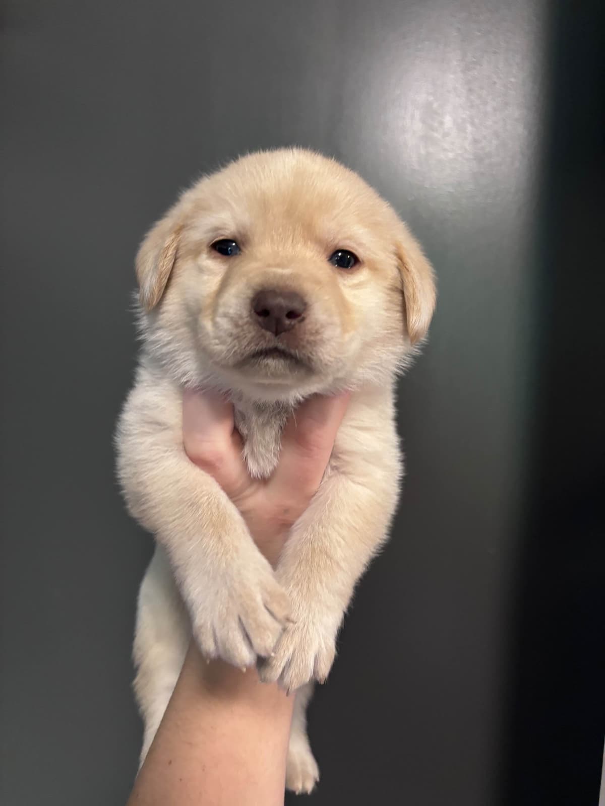 Labrador Retriever Puppies breeder image 1