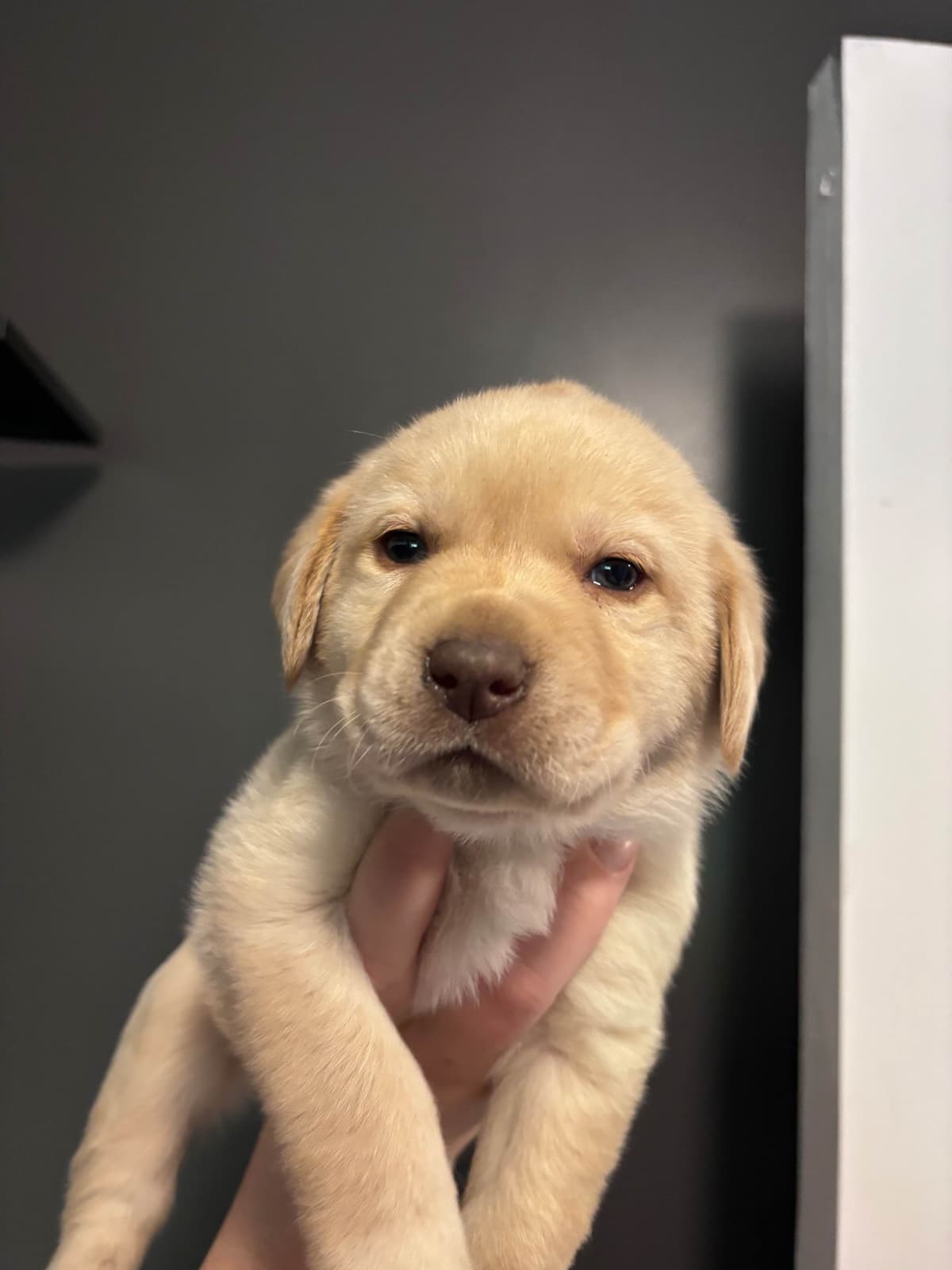 Labrador Retriever Puppies breeder image 2