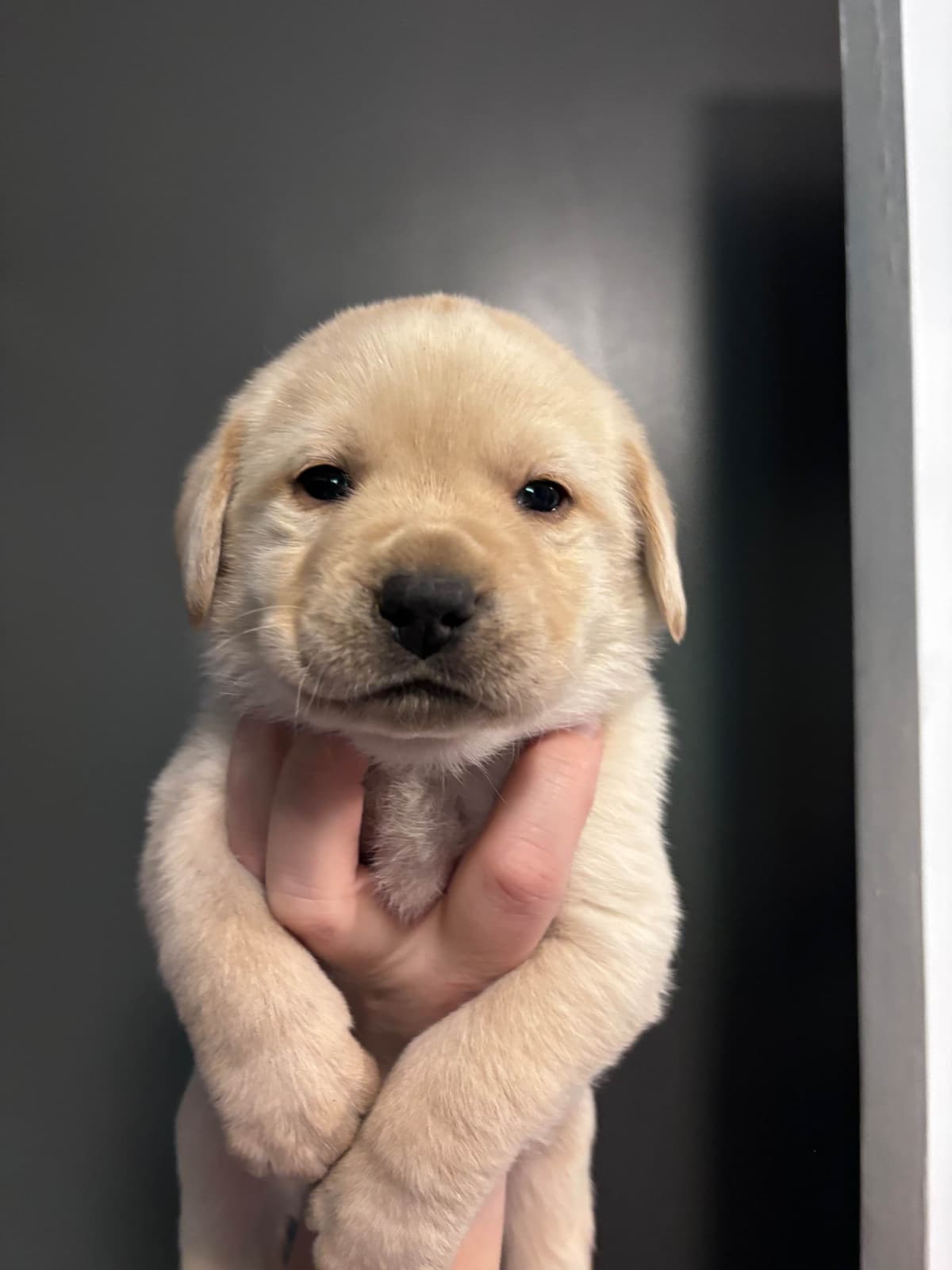 Labrador Retriever Puppies breeder image 3