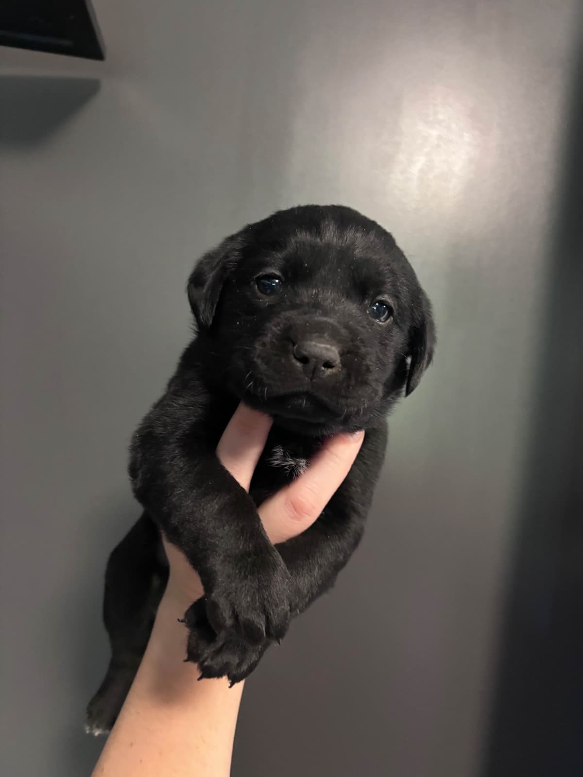 Labrador Retriever Puppies breeder image 6