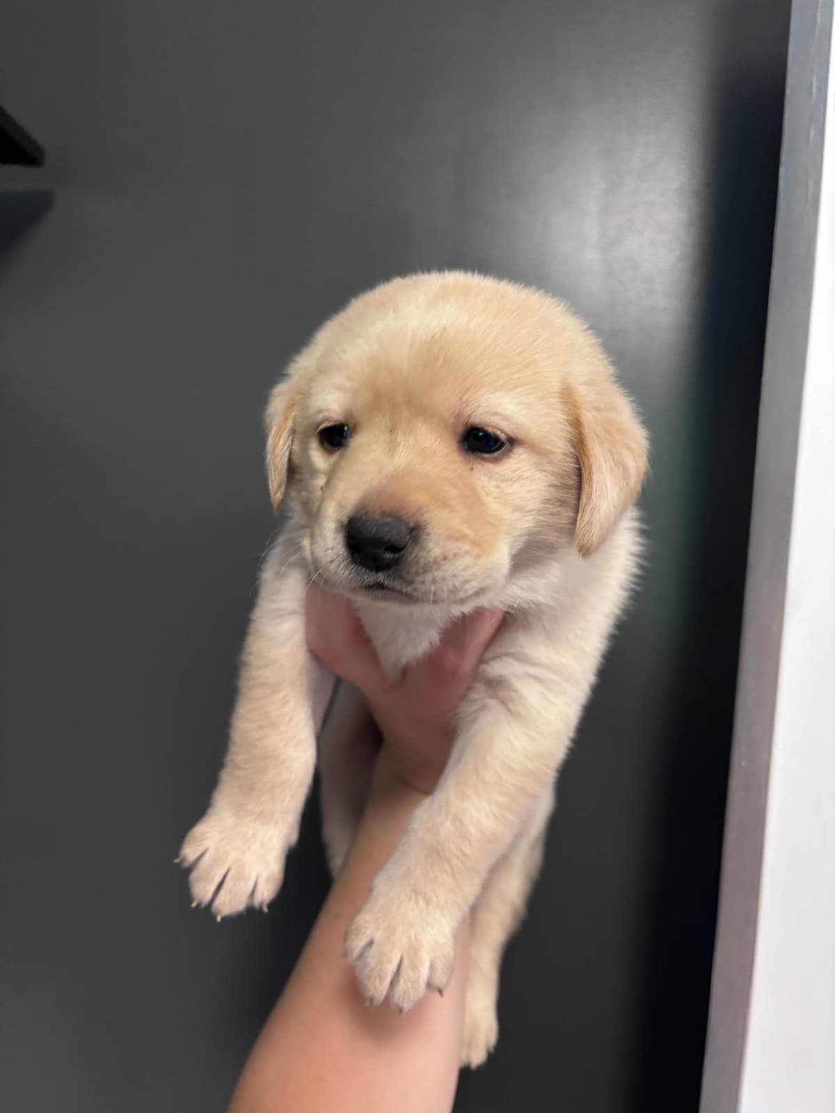 Labrador Retriever Puppies breeder image 5