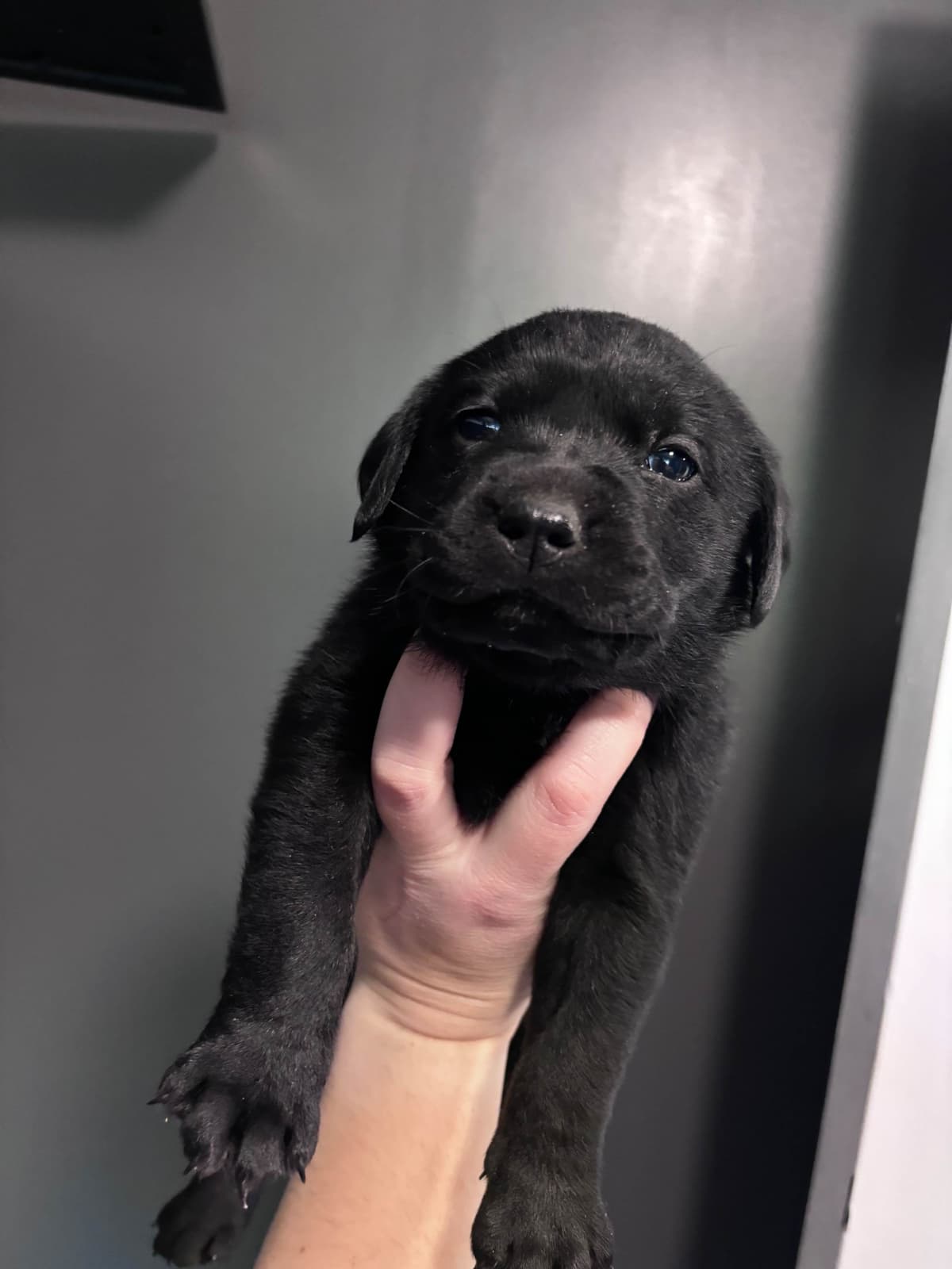 Labrador Retriever Puppies breeder image 4