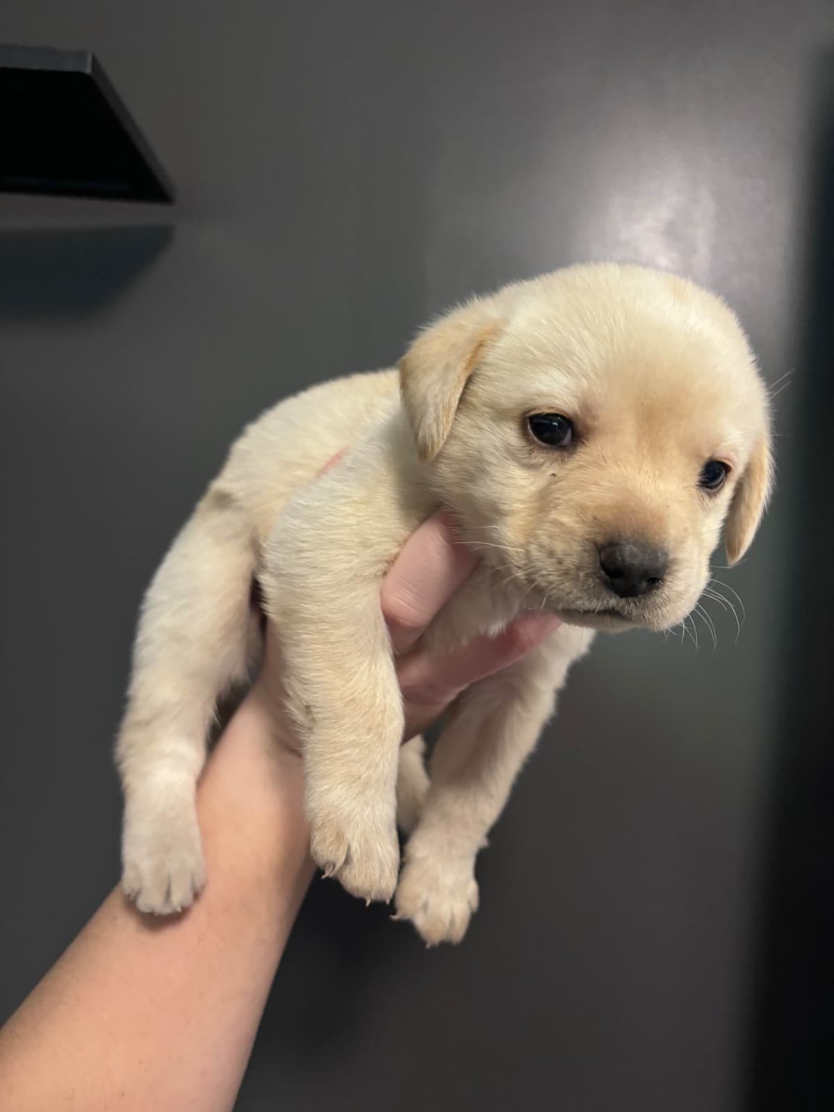 Labrador Retriever Puppies breeder image 7