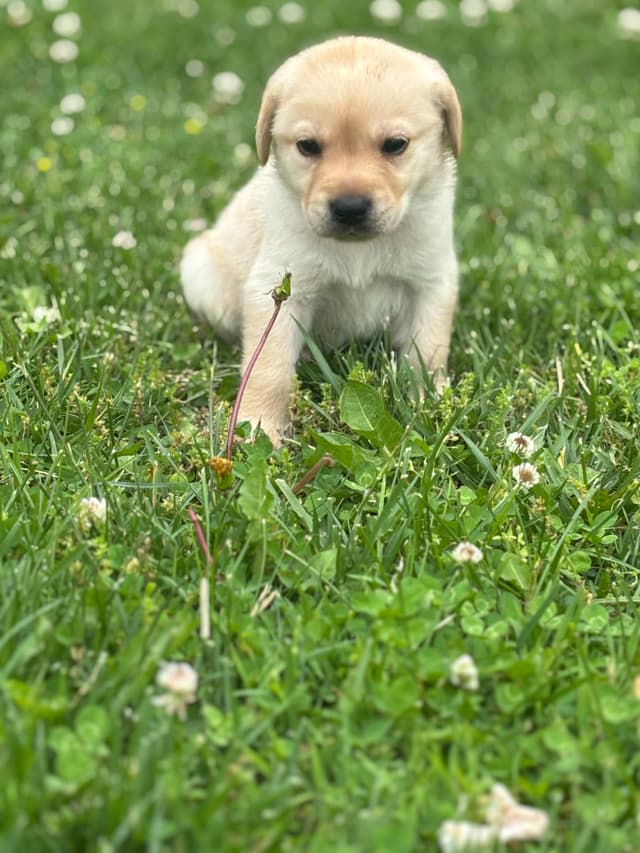 Labrador Retriever Puppies media 2